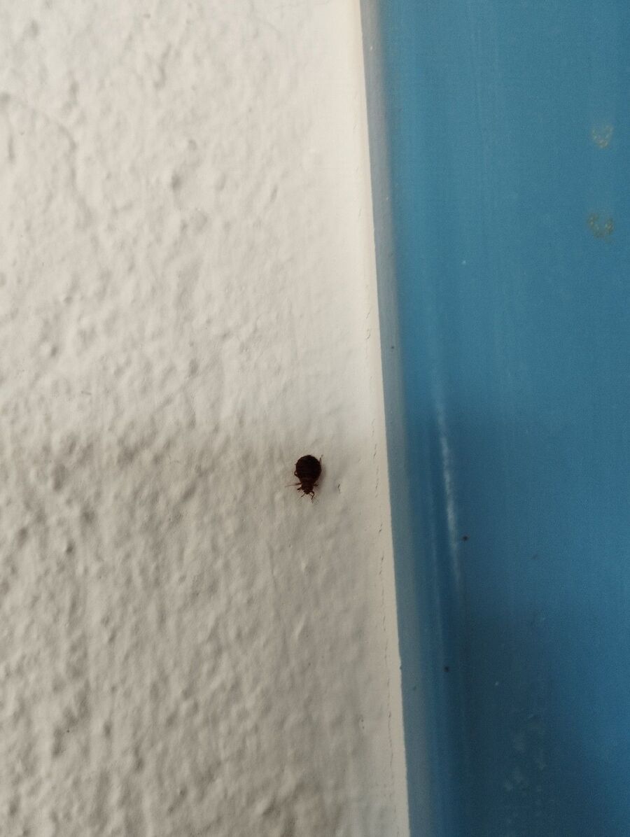 bettwanzen_bekaempfen