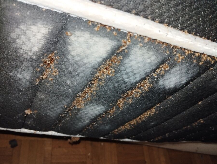 bettwanzen_bekaempfen