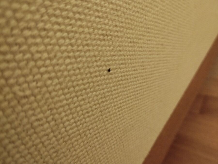 bettwanzen_bekaempfen