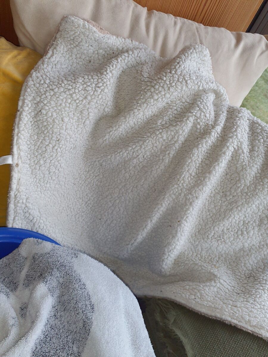 bettwanzen_bekaempfen