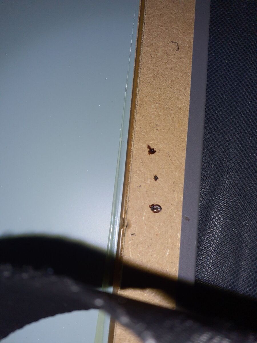 bettwanzen_bekaempfen