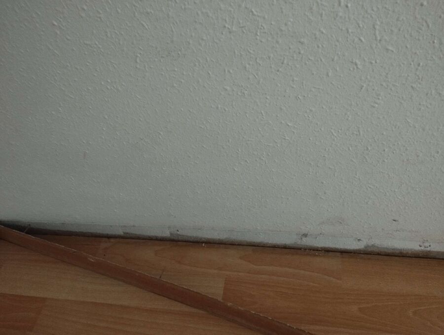 bettwanzen_bekaempfen