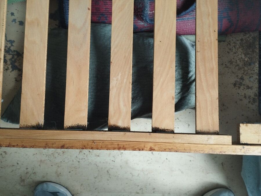 bettwanzen_bekaempfen