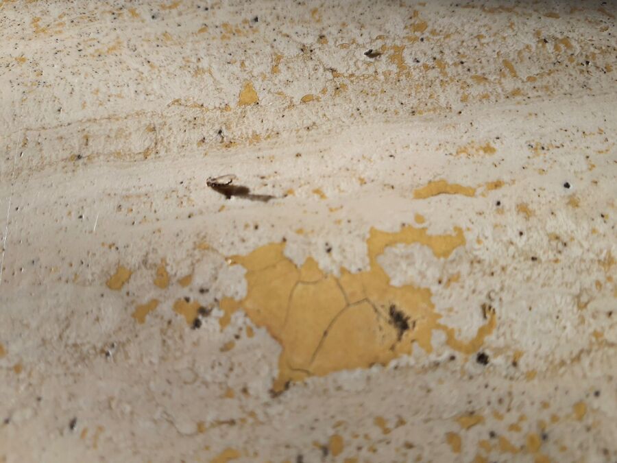 bettwanzen_bekaempfen