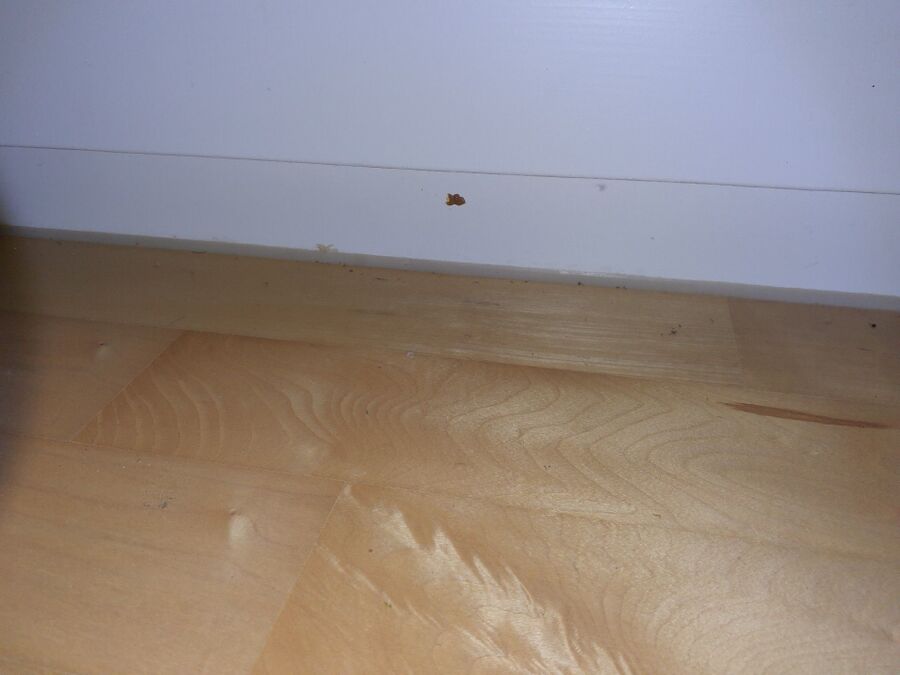 bettwanzen_bekaempfen