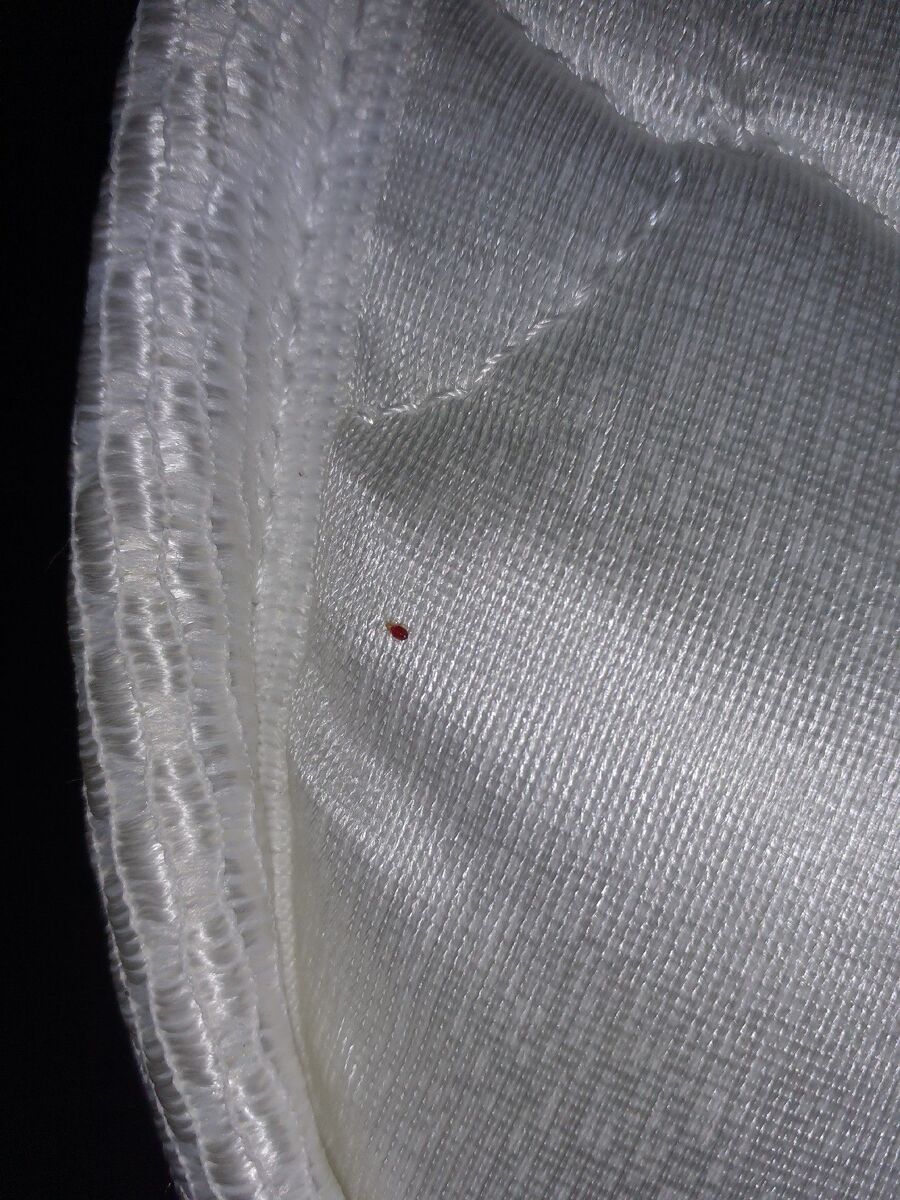 bettwanzen_bekaempfen