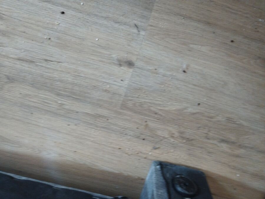 bettwanzen_bekaempfen