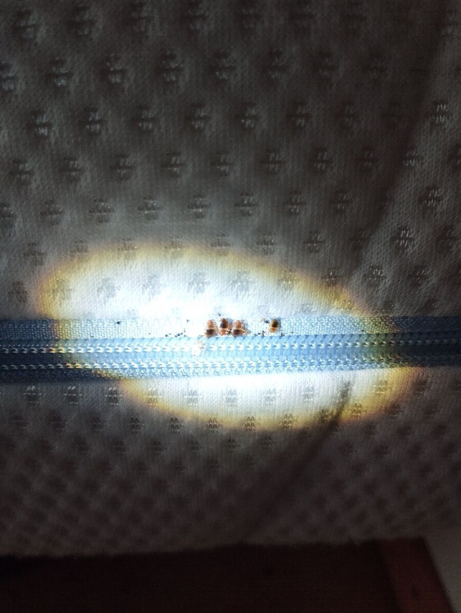 bettwanzen_bekaempfen