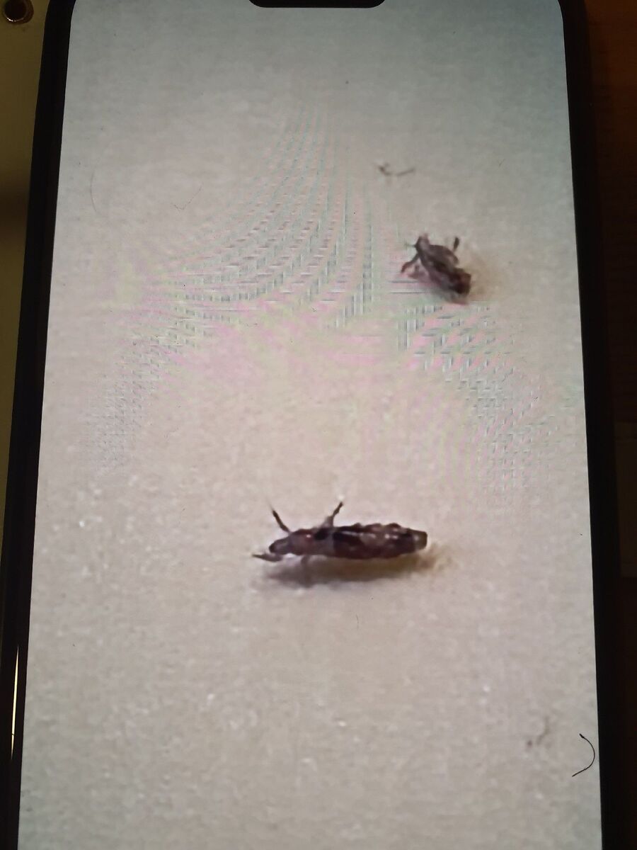 bettwanzen_bekaempfen