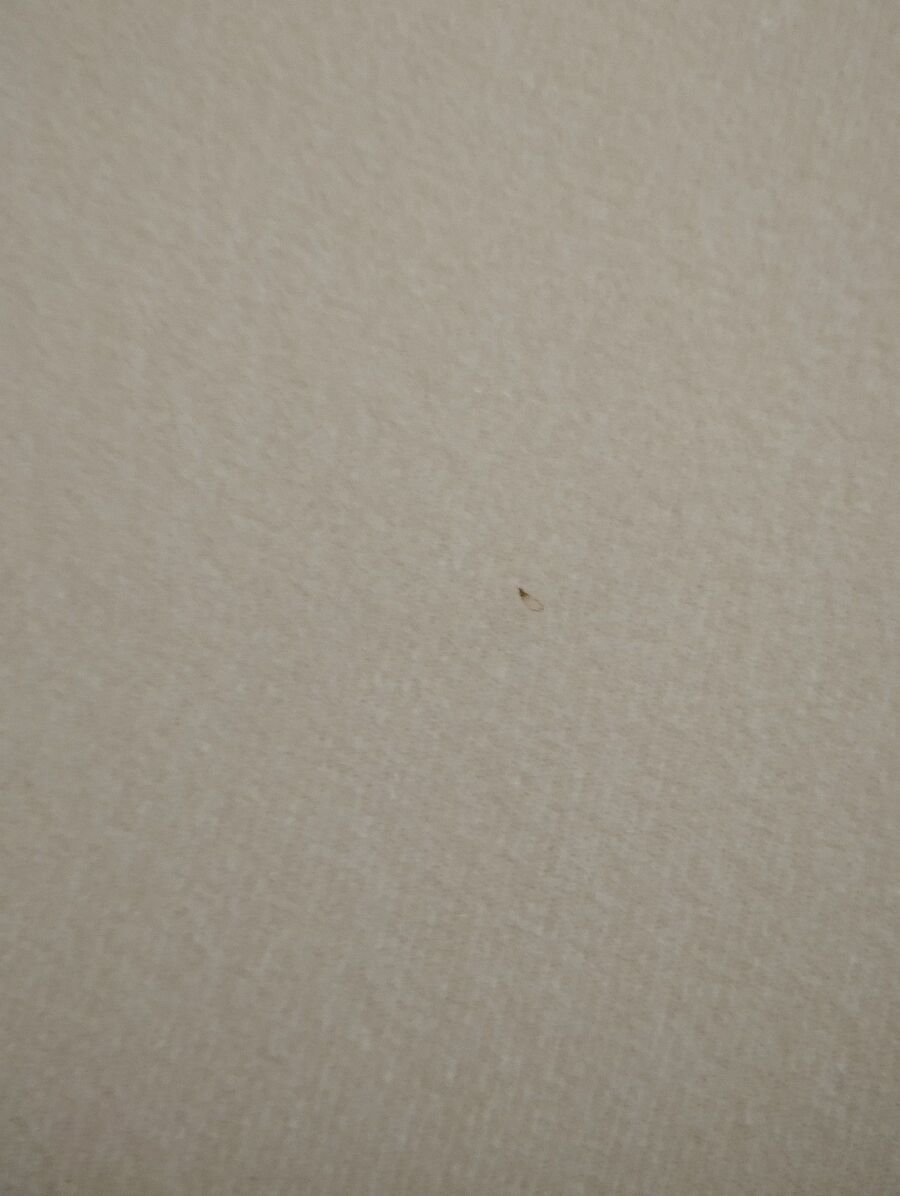 bettwanzen_bekaempfen