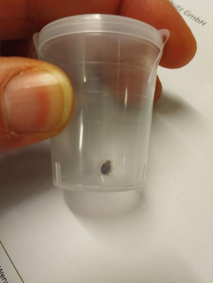 bettwanzen_bekaempfen