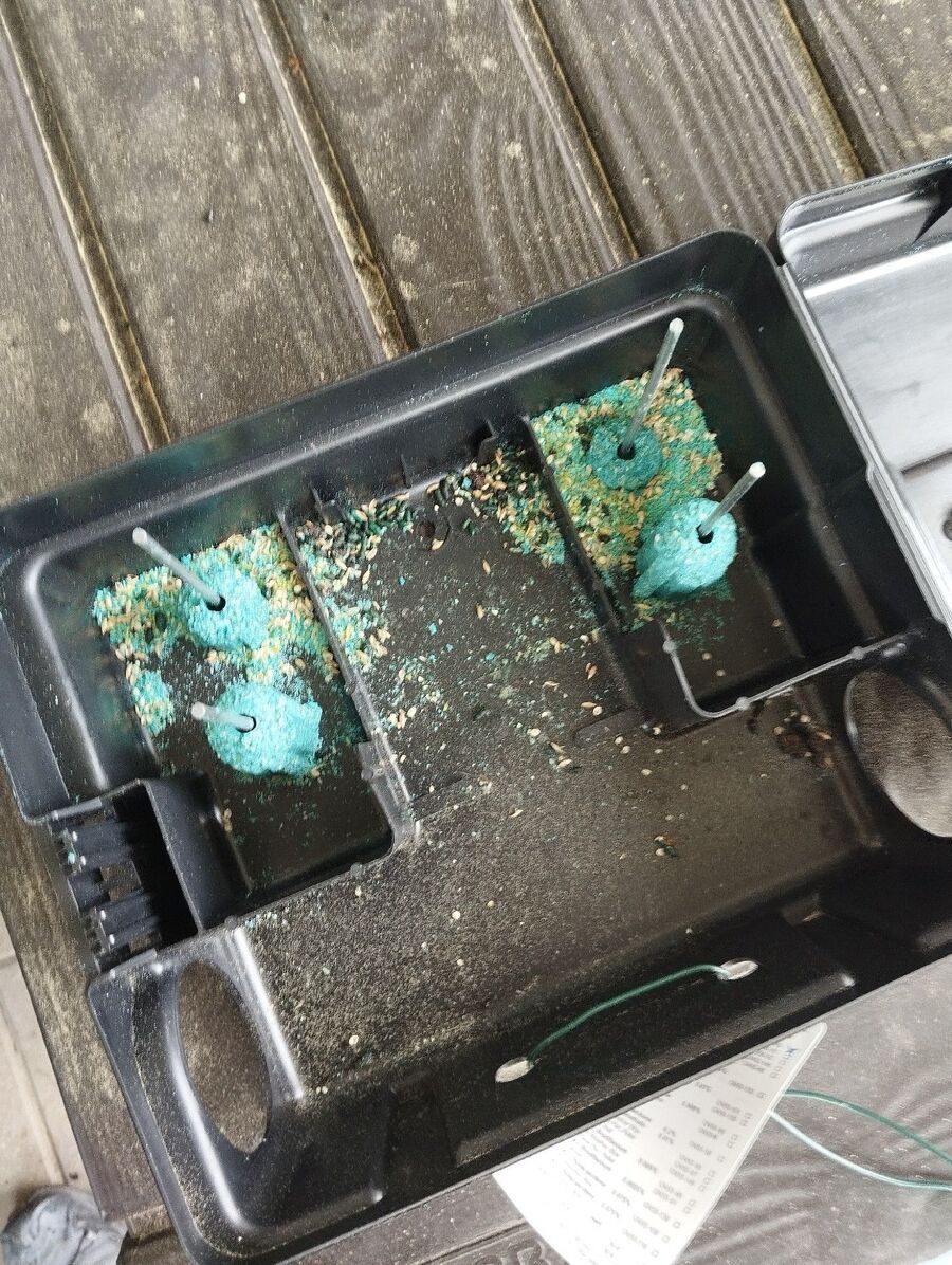 ratten_bekaempfung_ratten_vertreiben