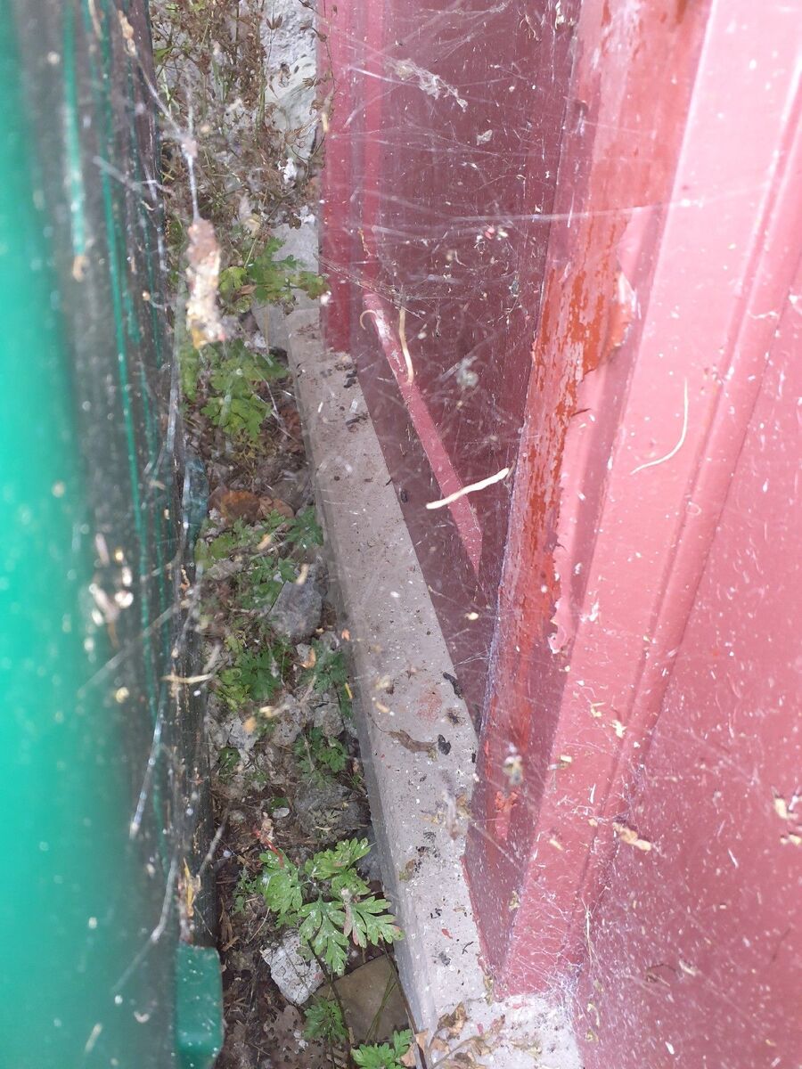 ratten_bekaempfung_ratten_vertreiben