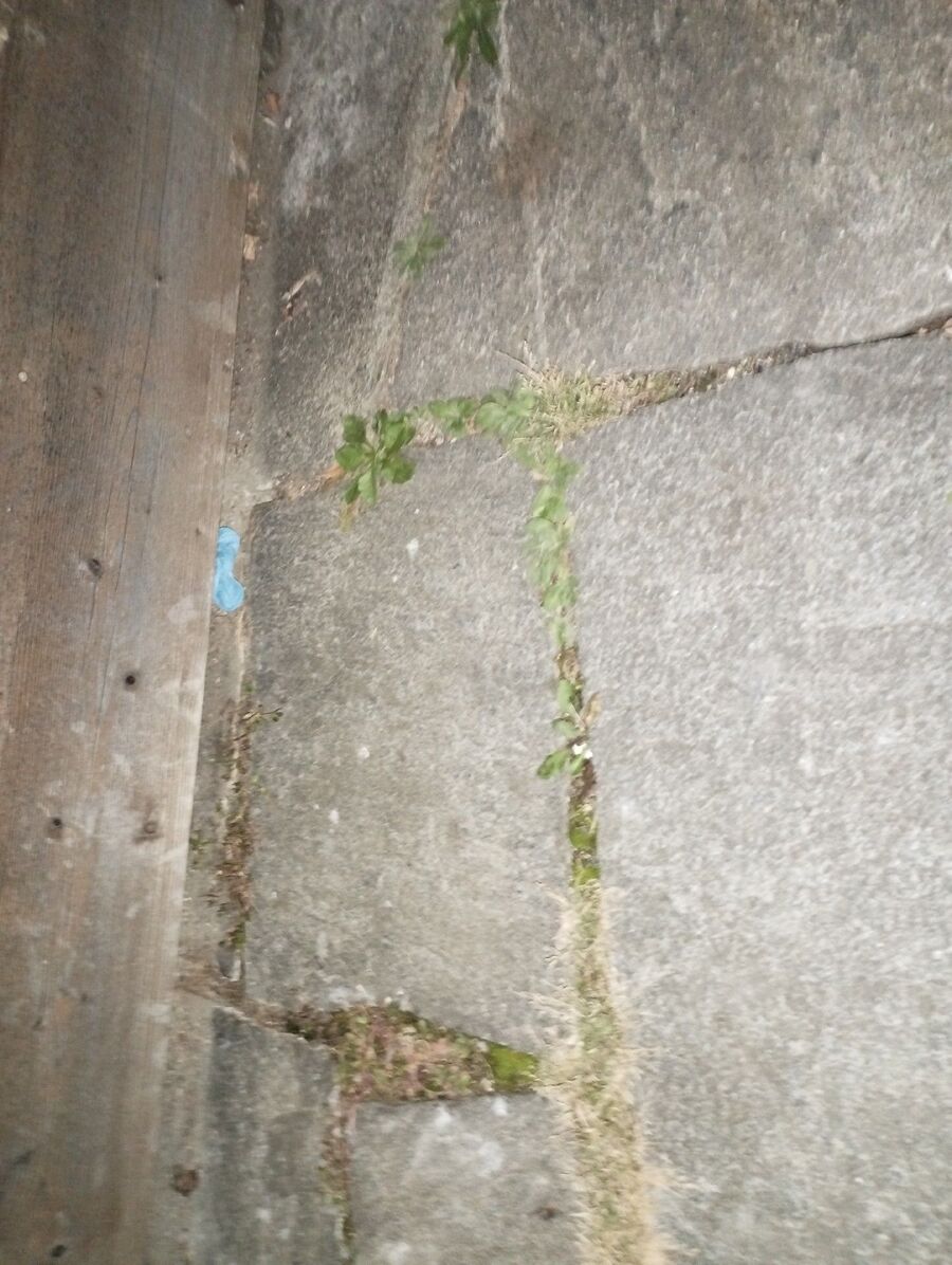 ratten_bekaempfung_ratten_vertreiben