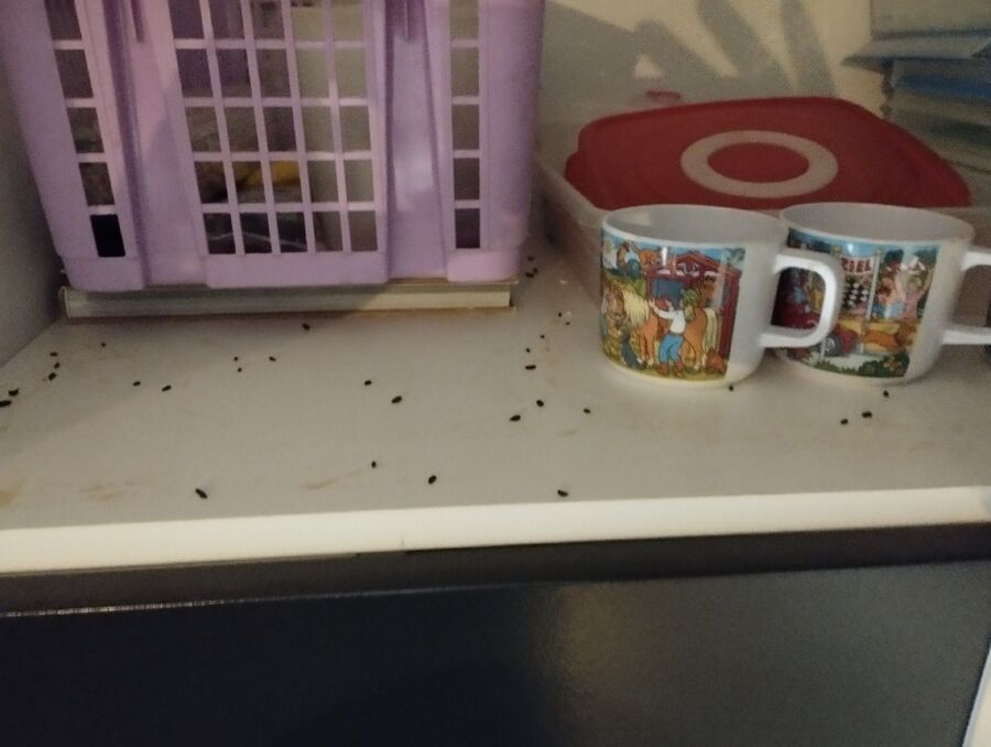 ratten_bekaempfung_ratten_vertreiben