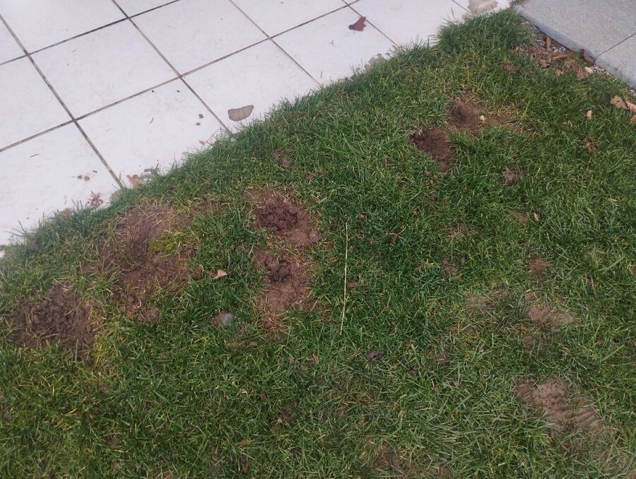 ratten_bekaempfung_ratten_vertreiben