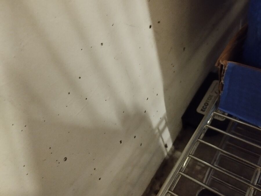 ratten_bekaempfung_ratten_vertreiben