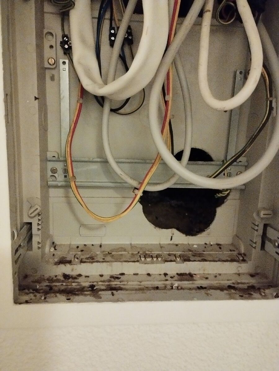 ratten_bekaempfung_ratten_vertreiben