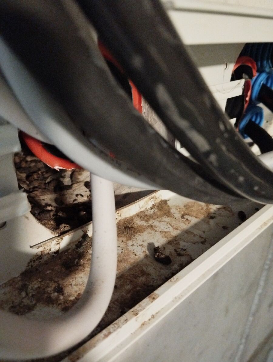 ratten_bekaempfung_ratten_vertreiben