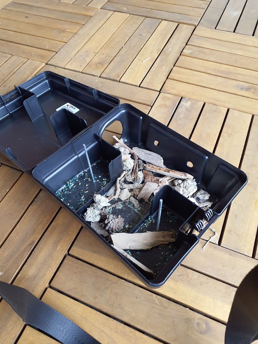 ratten_bekaempfung_ratten_vertreiben