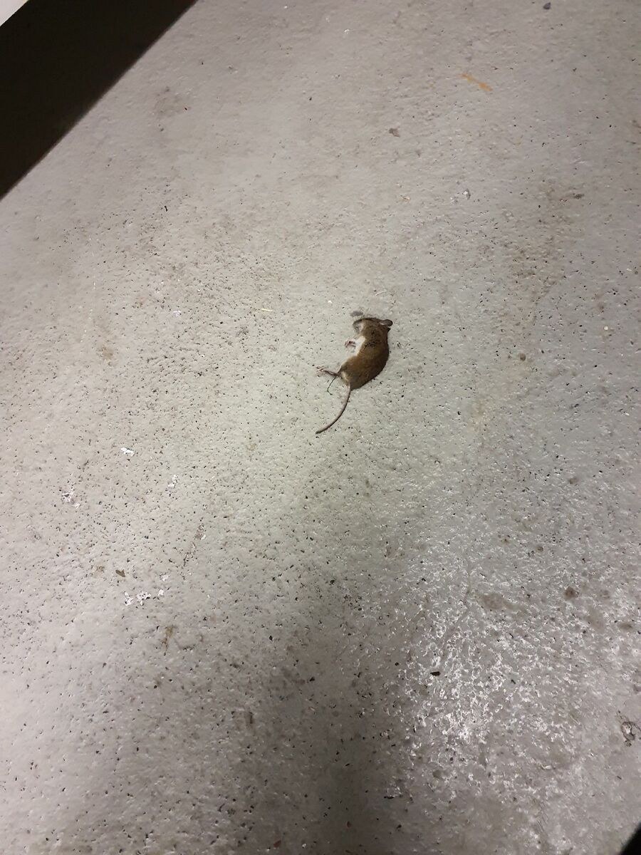 ratten_bekaempfung_ratten_vertreiben