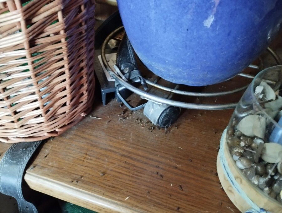 ratten_bekaempfung_ratten_vertreiben