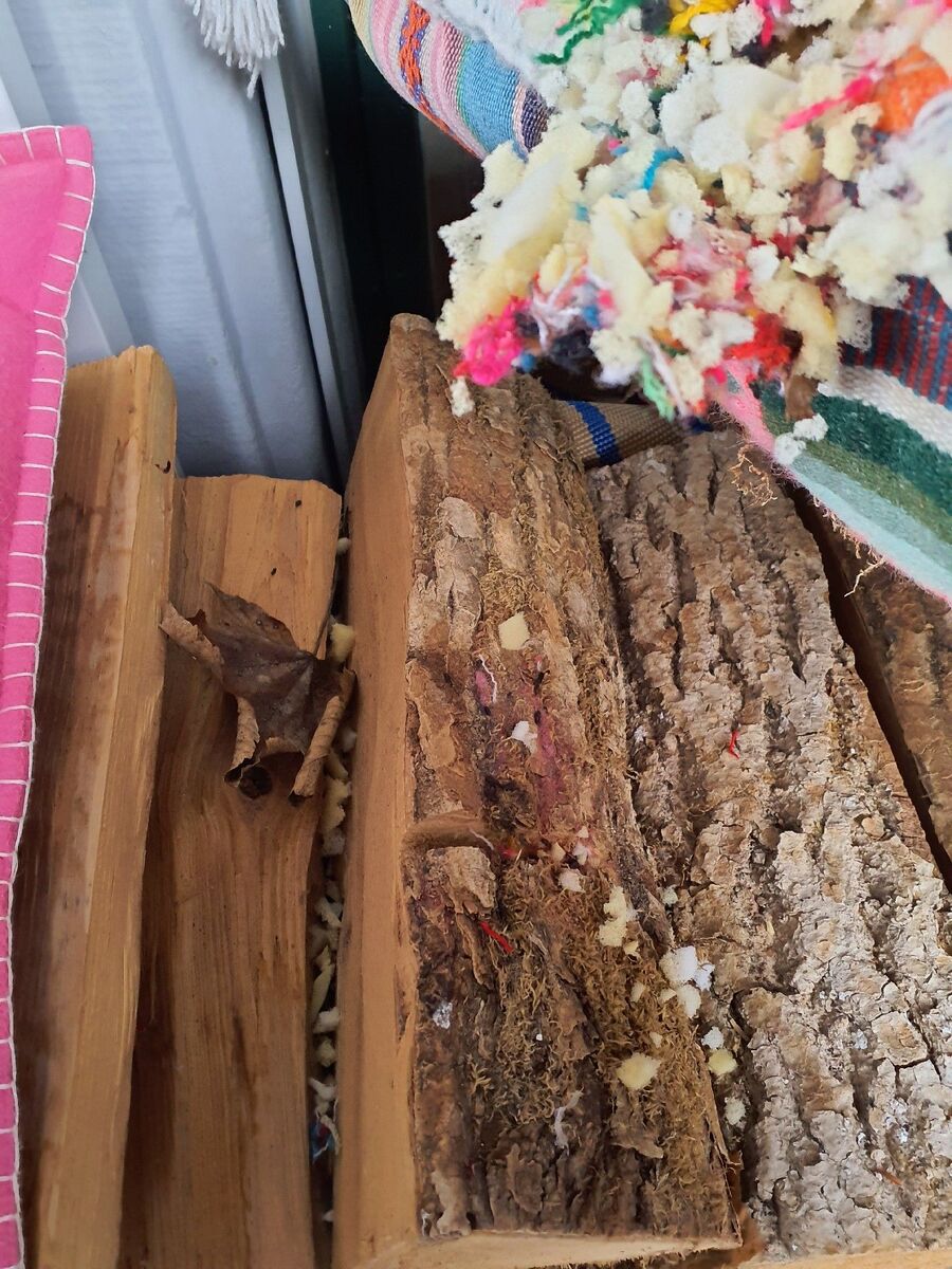 ratten_bekaempfung_ratten_vertreiben