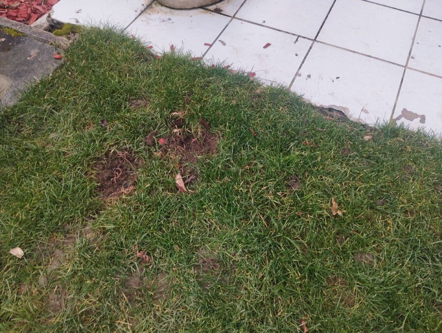 ratten_bekaempfung_ratten_vertreiben