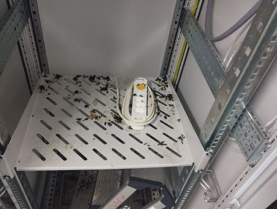 ratten_bekaempfung_ratten_vertreiben