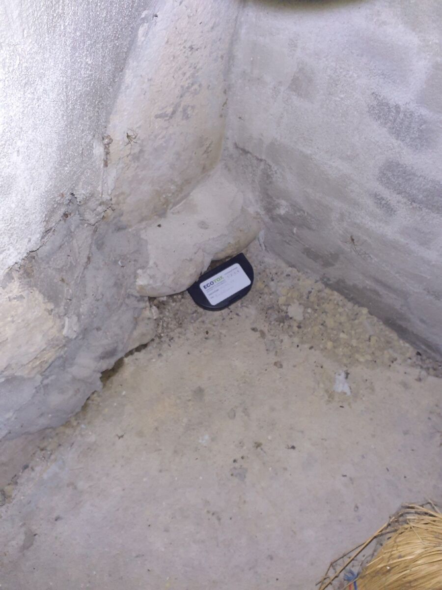 ratten_bekaempfung_ratten_vertreiben