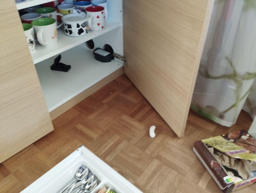 ratten_bekaempfung_ratten_vertreiben