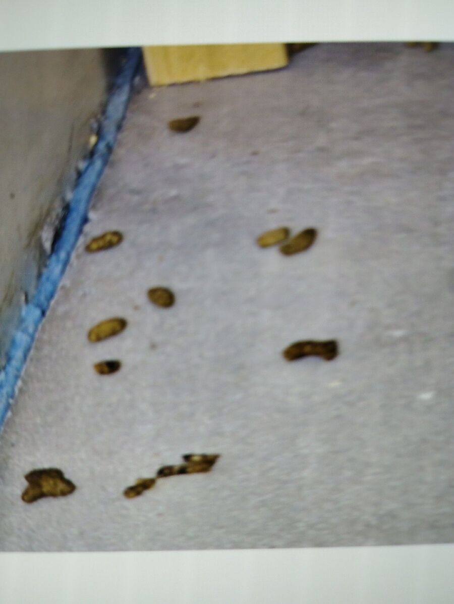 ratten_bekaempfung_ratten_vertreiben