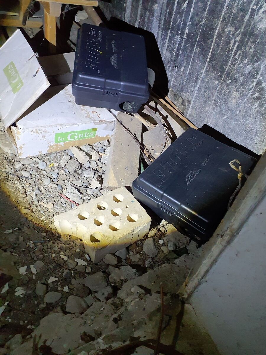 ratten_bekaempfung_ratten_vertreiben