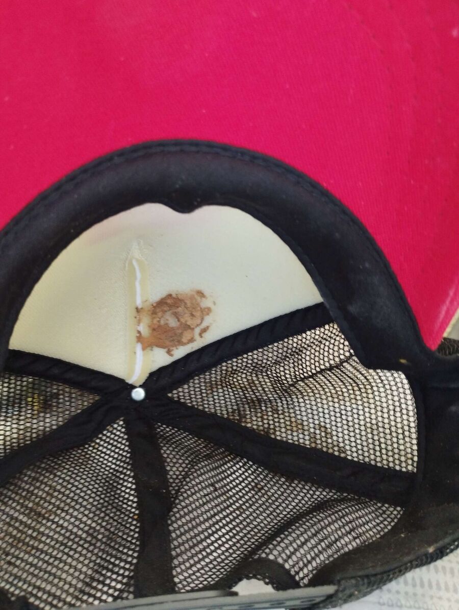 wespennest_entfernen