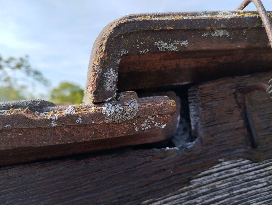 wespennest_entfernen