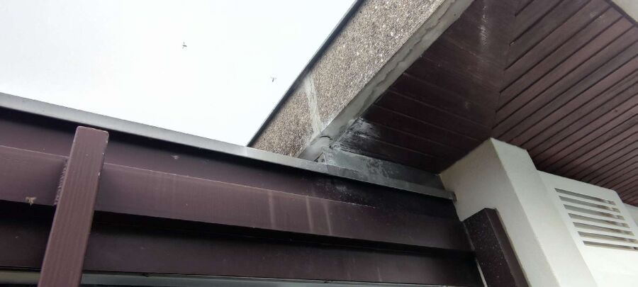 wespennest_entfernen