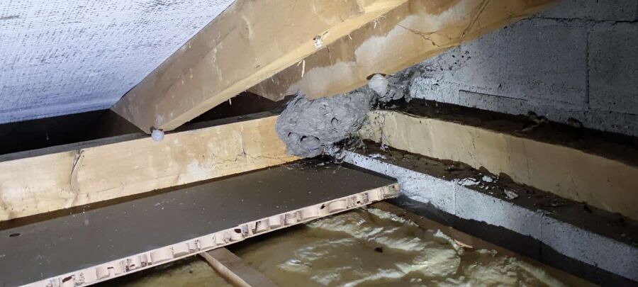 wespennest_entfernen