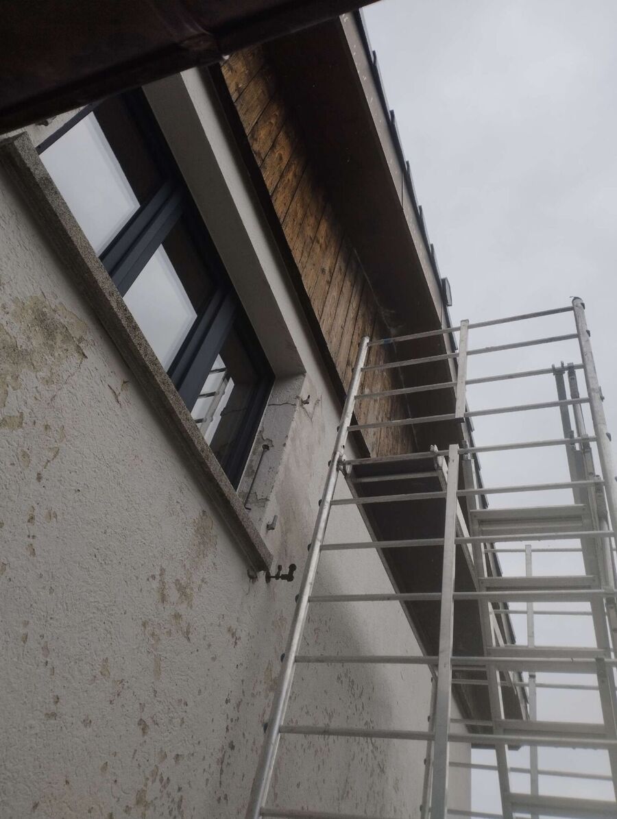 wespennest_entfernen