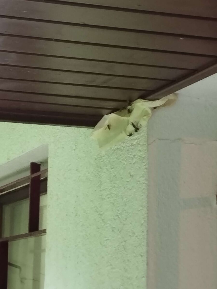 wespennest_entfernen