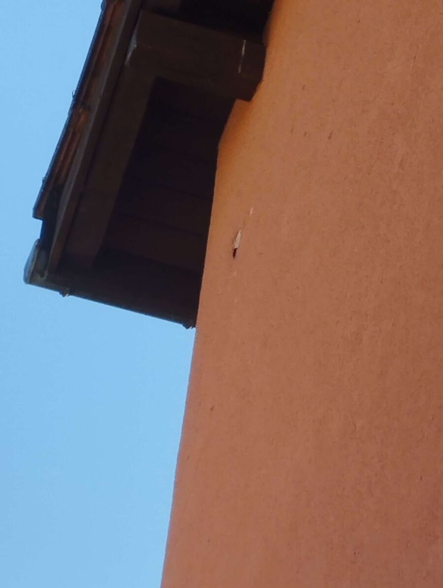 wespennest_entfernen