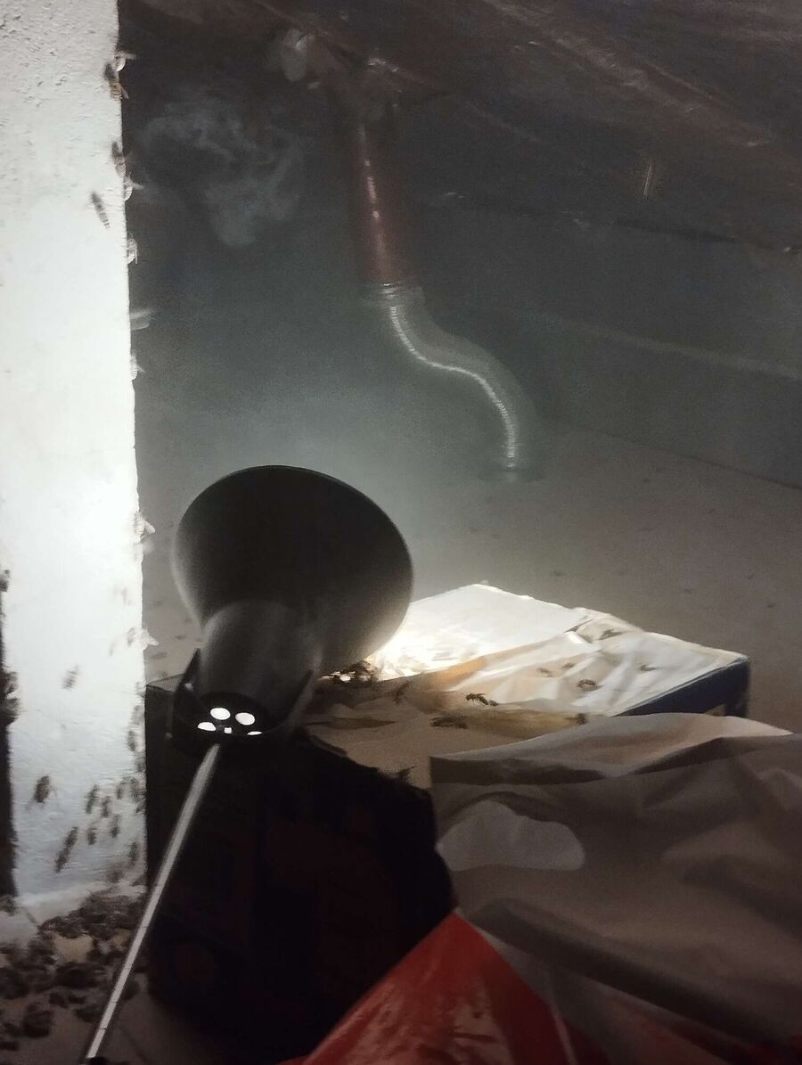 wespennest_entfernen