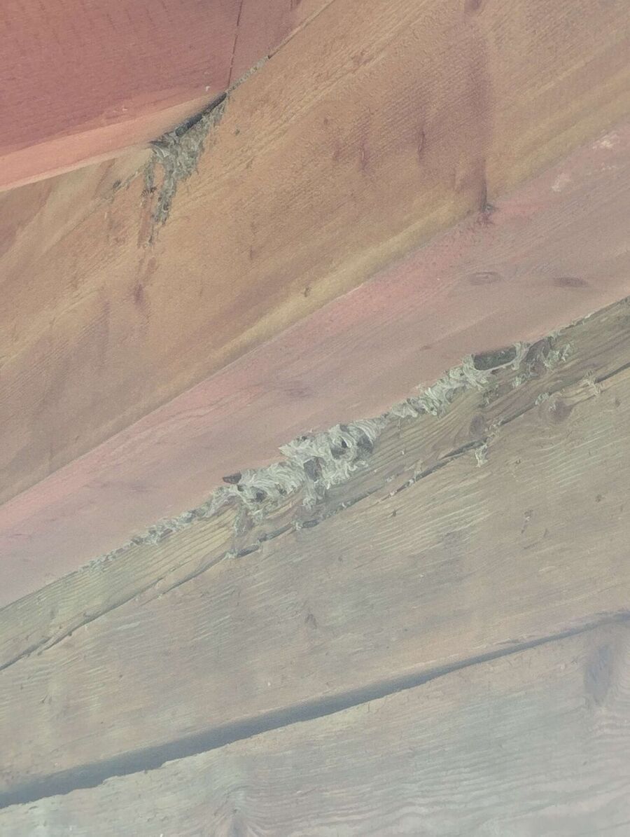 wespennest_entfernen