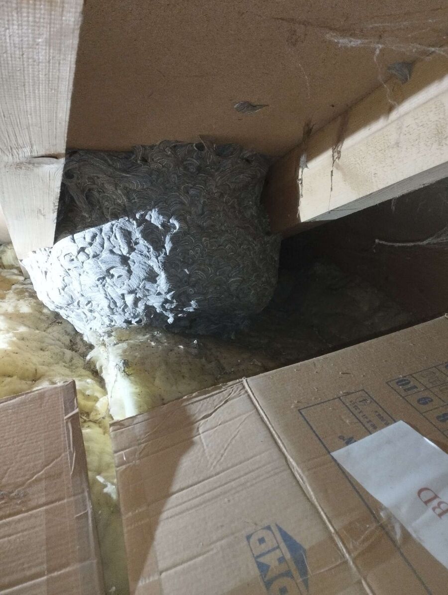 wespennest_entfernen