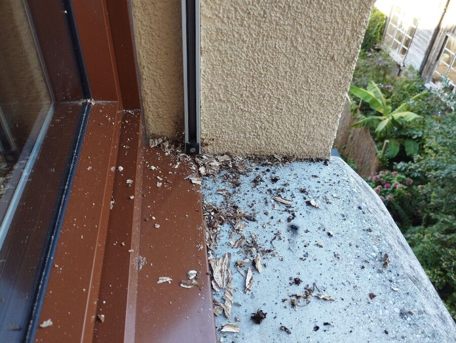 wespennest_entfernen