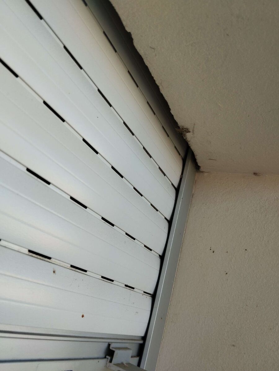 wespennest_entfernen