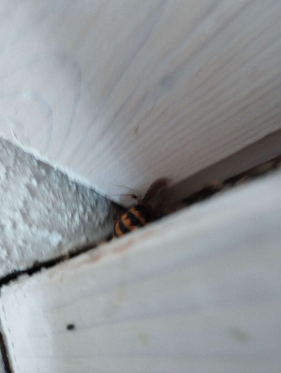 wespennest_entfernen