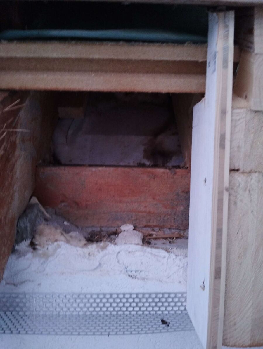 wespennest_entfernen