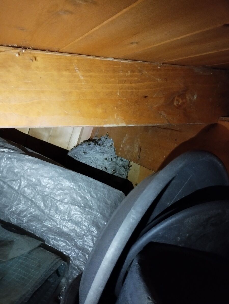 wespennest_entfernen