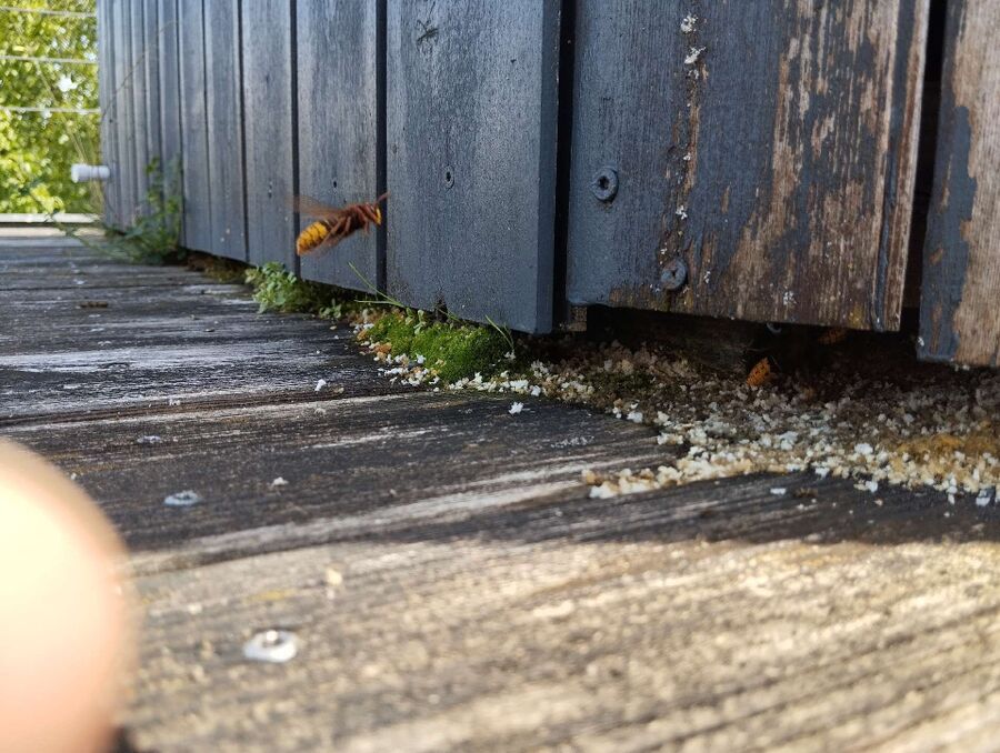 wespennest_entfernen