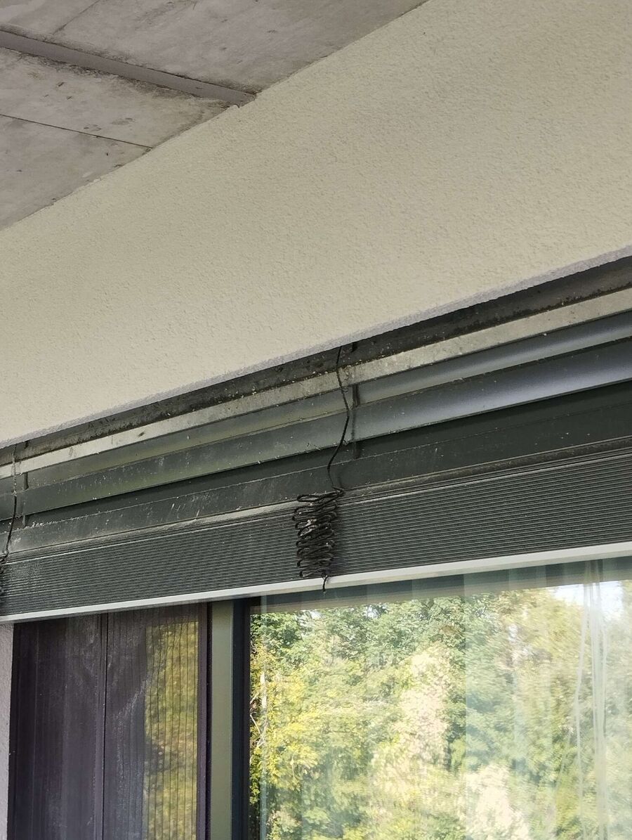 wespennest_entfernen